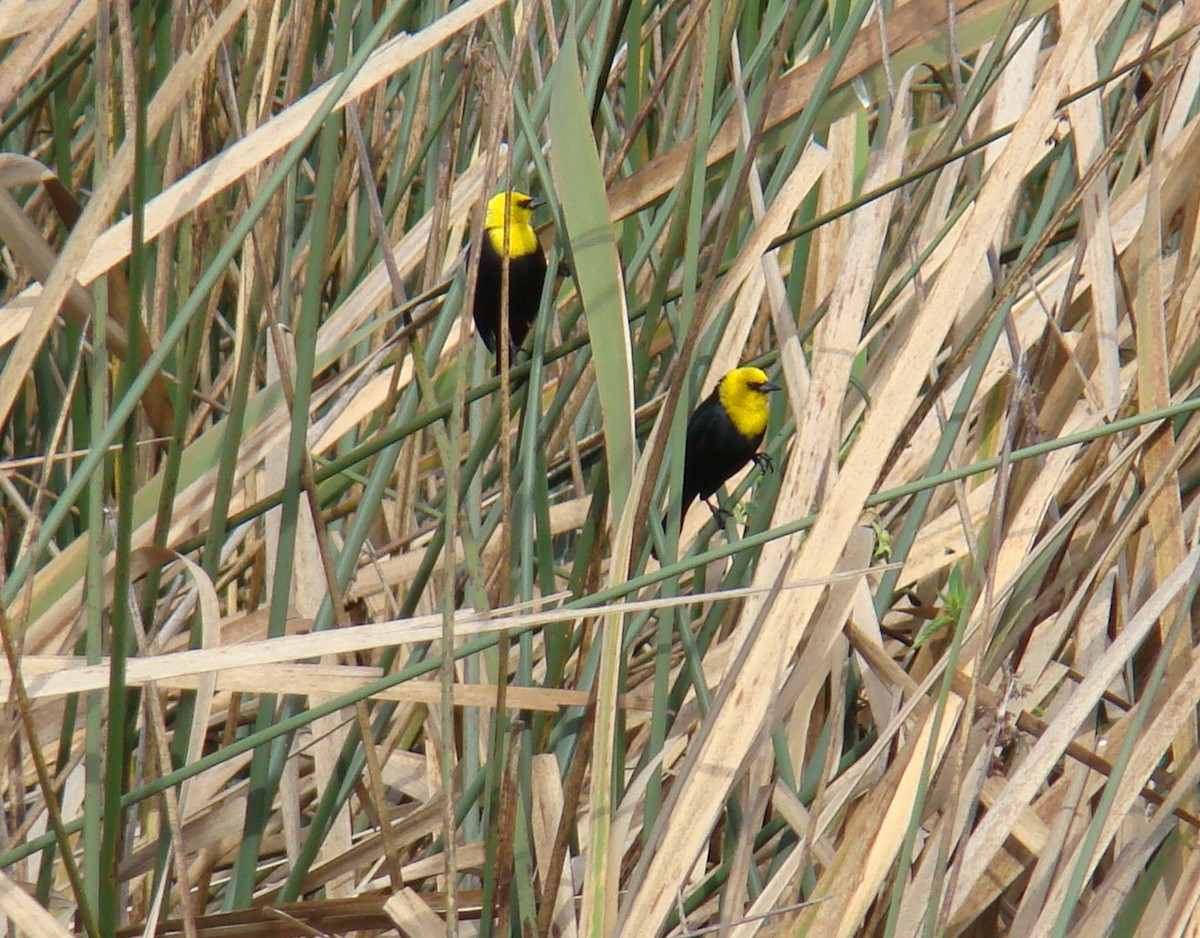 Yellow-hooded Blackbird - Hector Ceballos-Lascurain