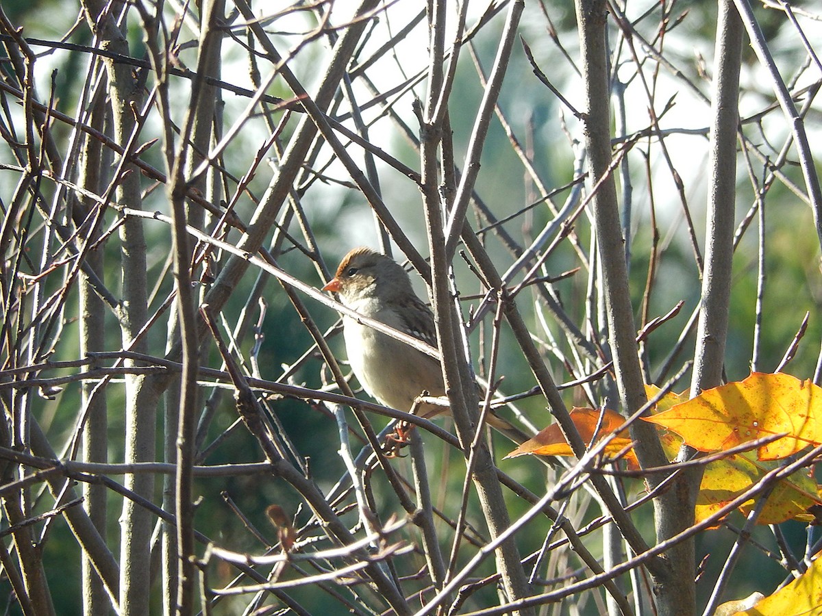 White-crowned Sparrow - Dawn Sherman
