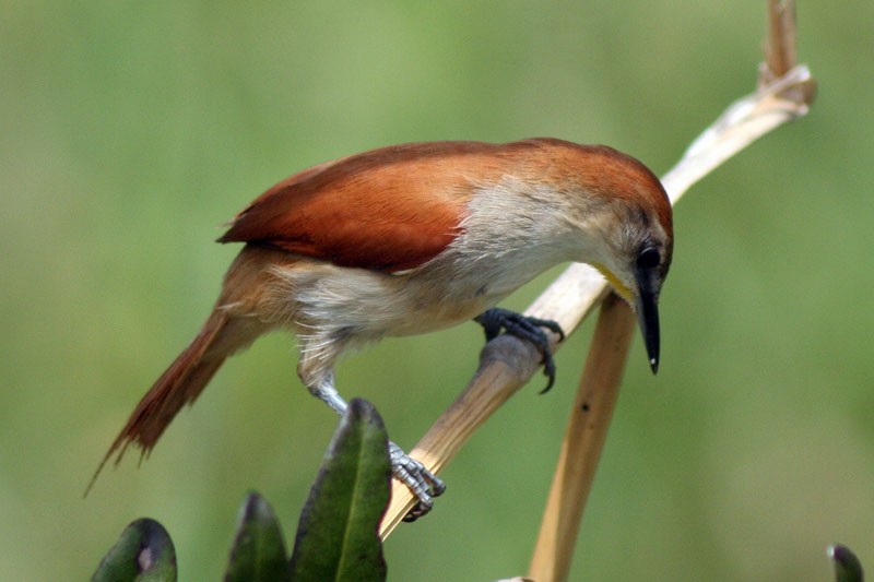 Yellow-chinned Spinetail - ML205923191