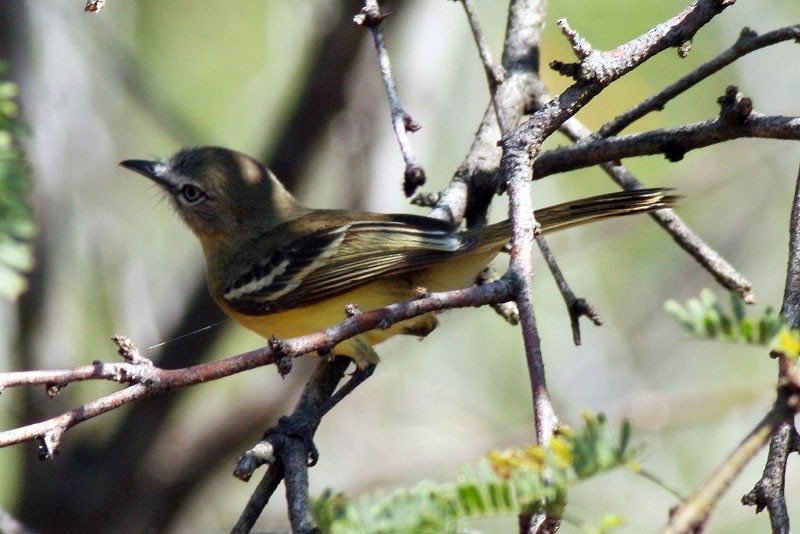 Pale-tipped Tyrannulet - ML205923201