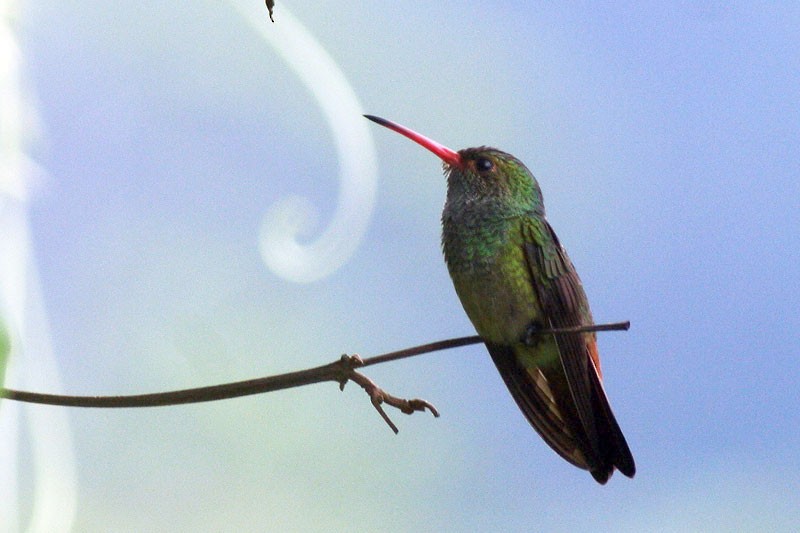 Rufous-tailed Hummingbird - Karla Perez Leon