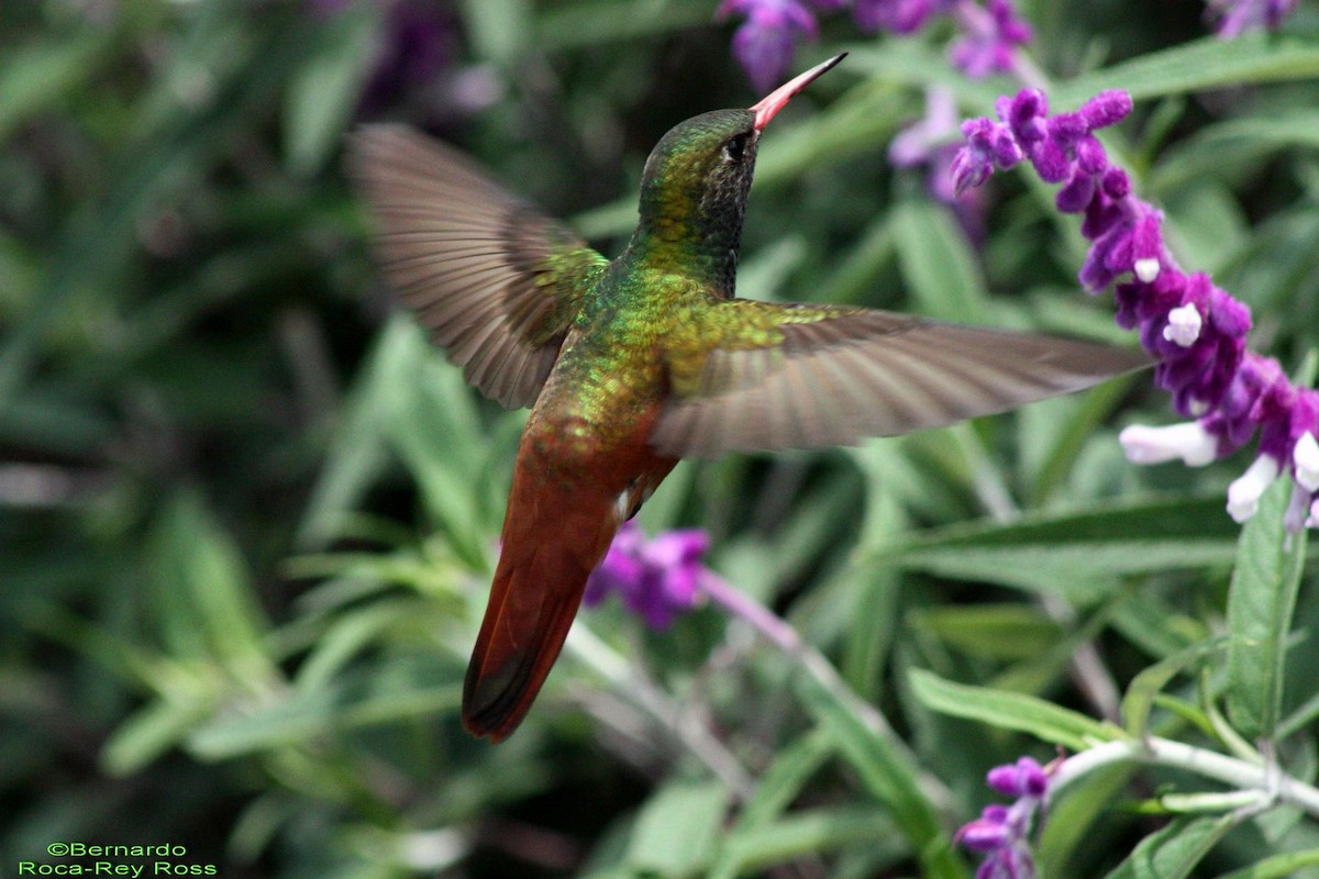 Amazilia Hummingbird - Bernardo Roca-Rey Ross