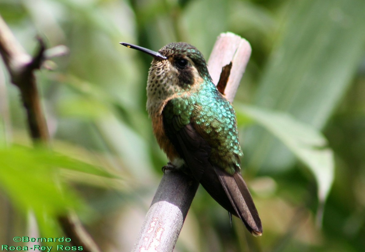 Speckled Hummingbird (melanogenys Group) - Bernardo Roca-Rey Ross