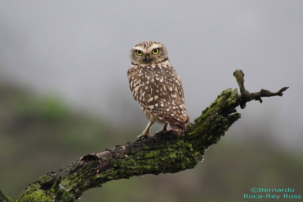 Burrowing Owl - ML205923661