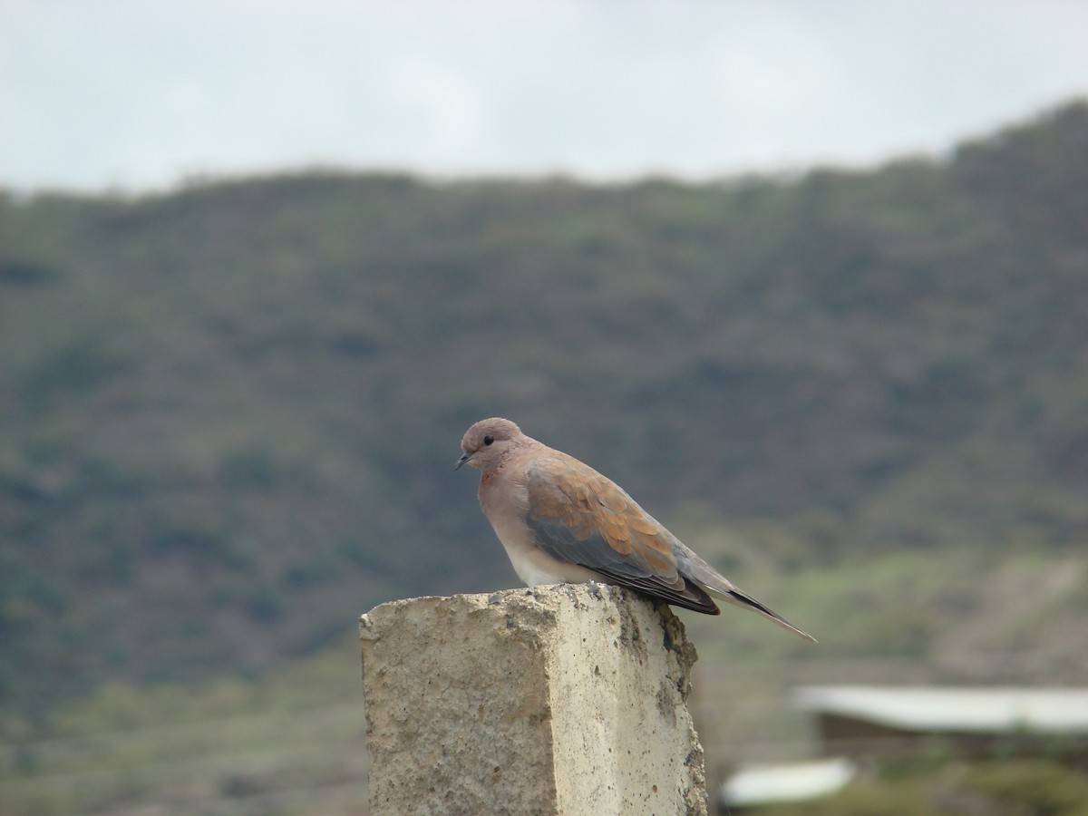 Laughing Dove - ML205924271