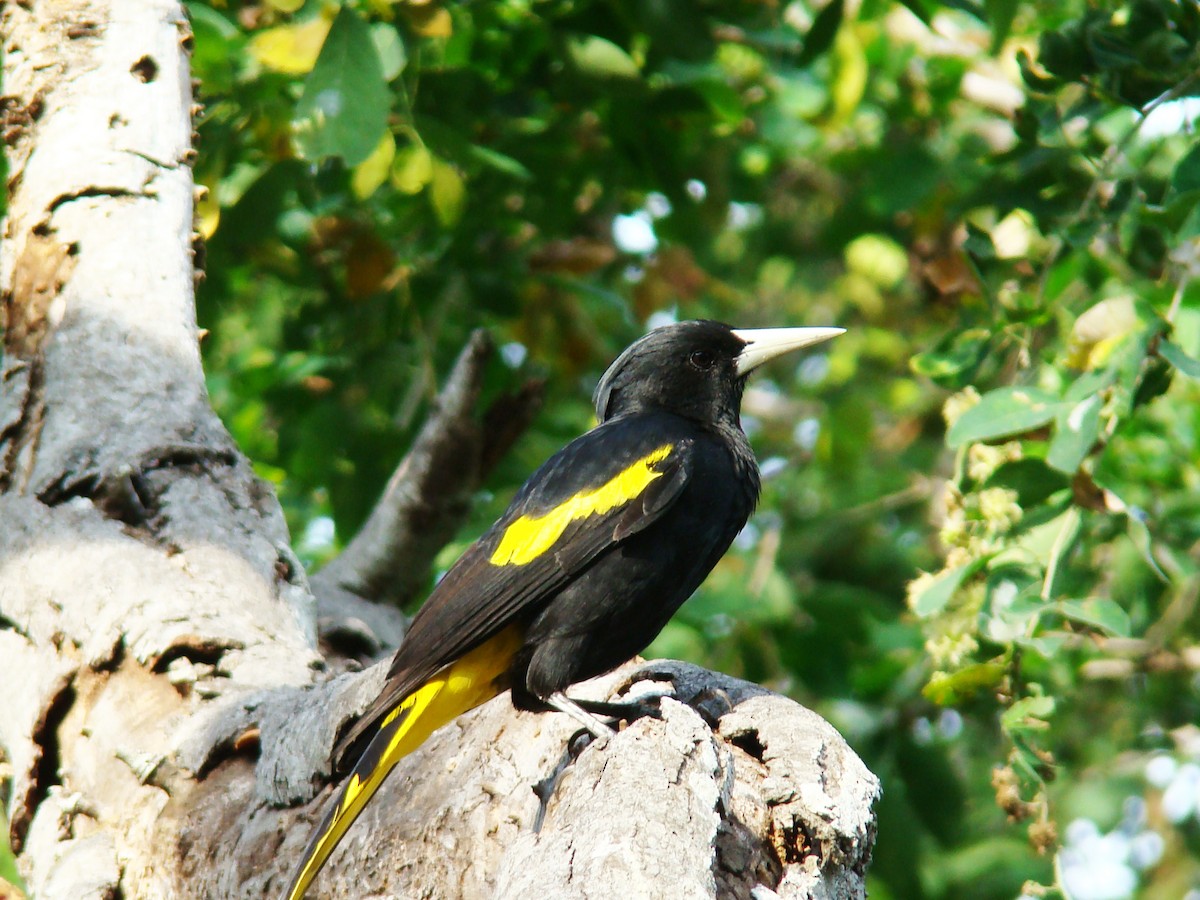 Yellow-winged Cacique - ML205924381