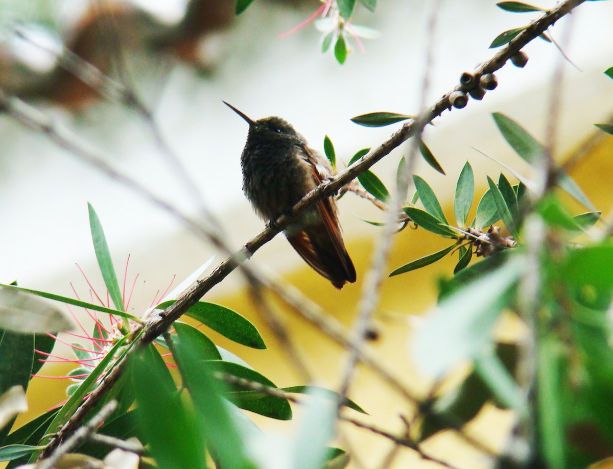 Berylline Hummingbird - Hector Ceballos-Lascurain