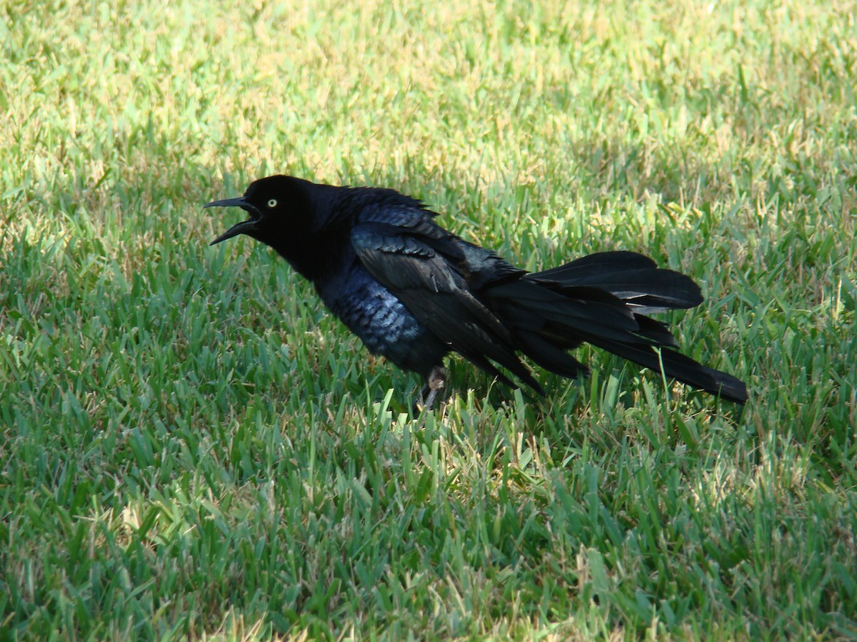Great-tailed Grackle - Hector Ceballos-Lascurain