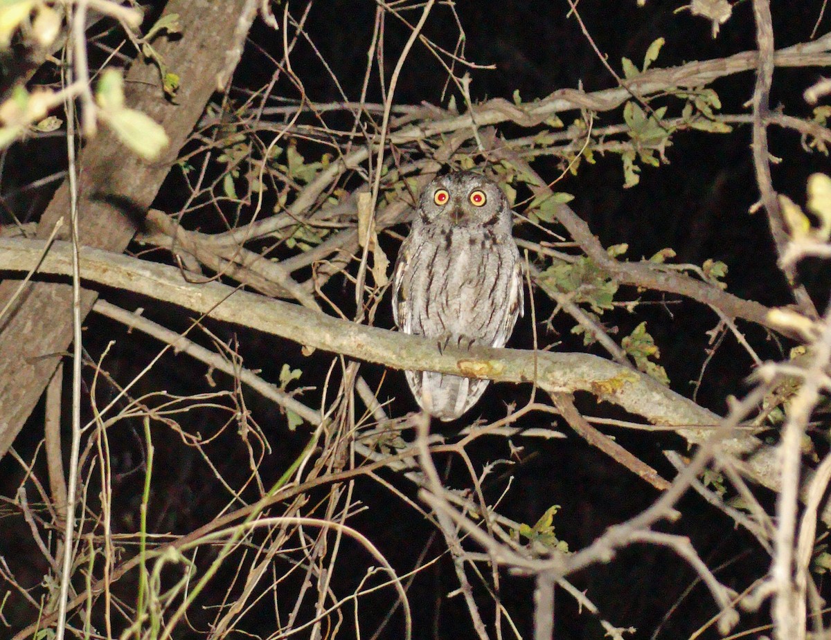 Western Screech-Owl - ML205924891