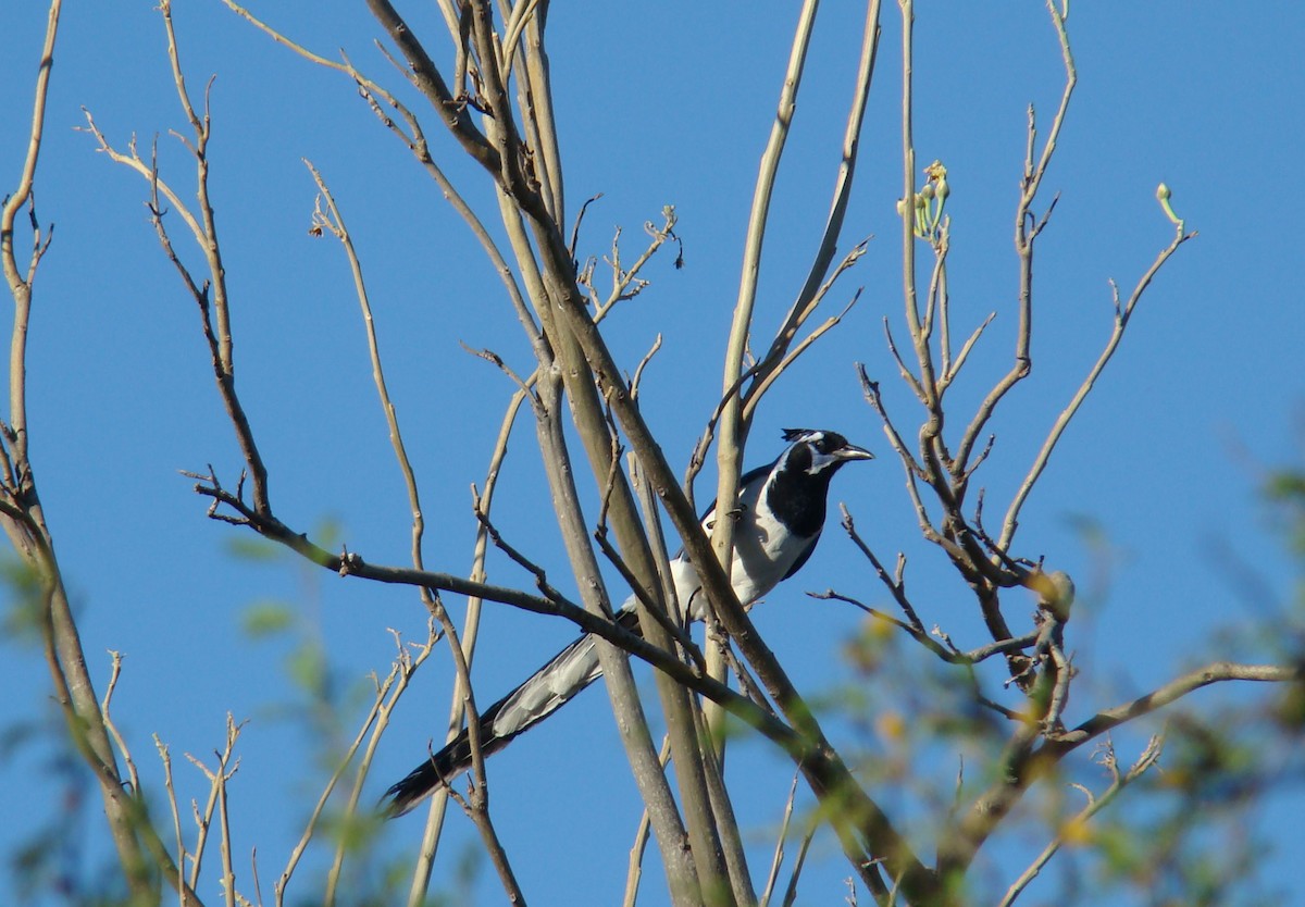 Black-throated Magpie-Jay - ML205924941