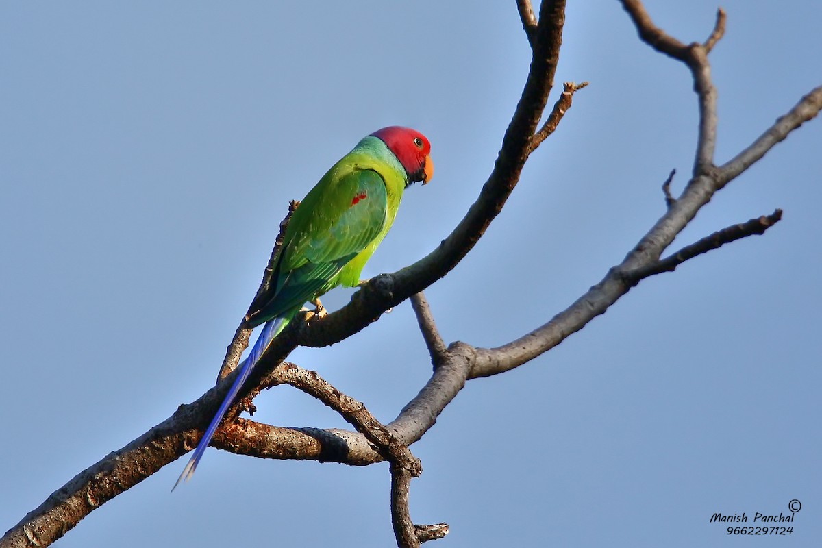 Plum-headed Parakeet - Manish Panchal