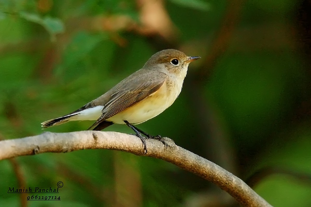 Red-breasted Flycatcher - Manish Panchal