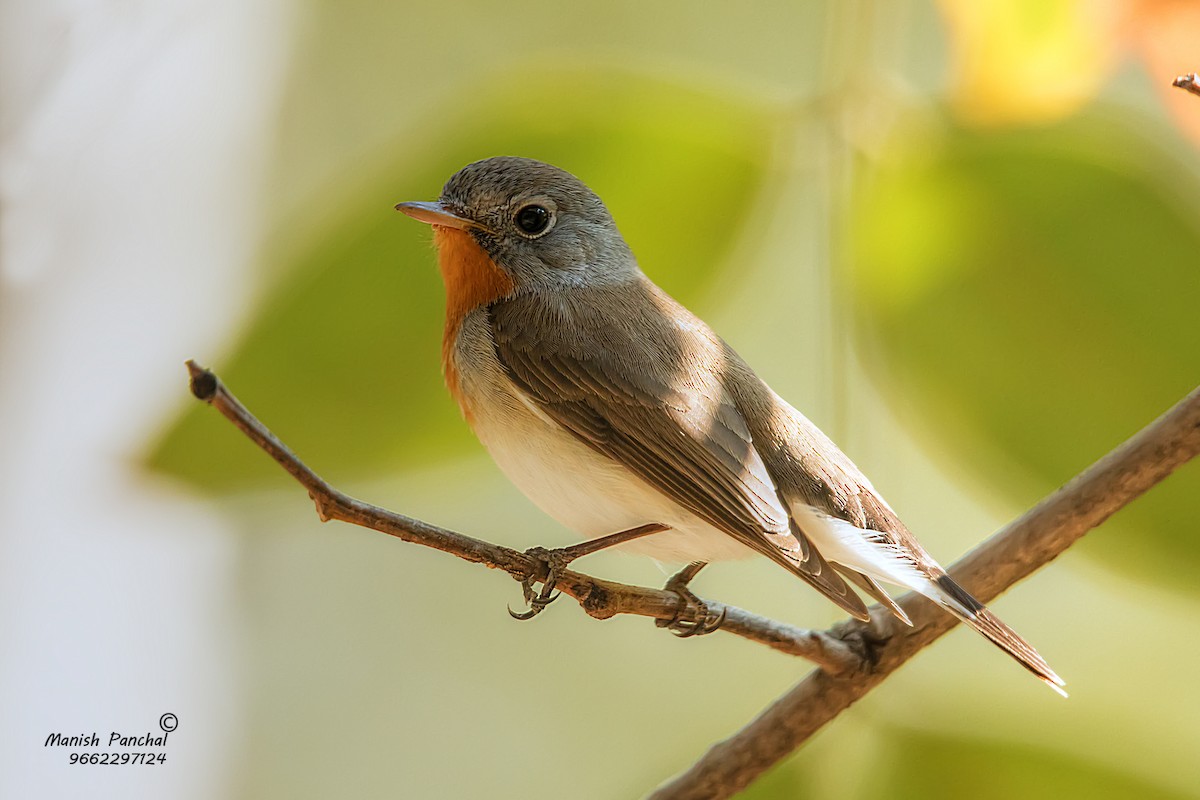 Red-breasted Flycatcher - Manish Panchal