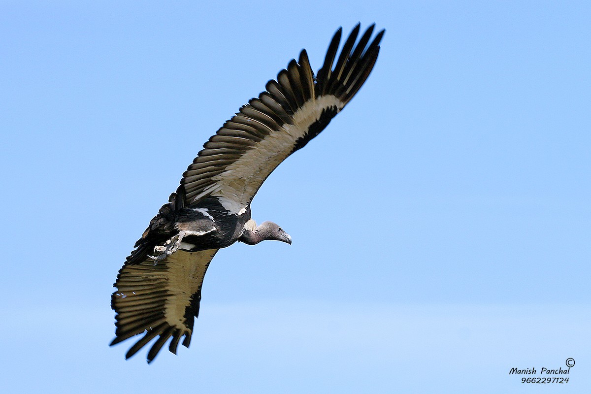 White-rumped Vulture - Manish Panchal