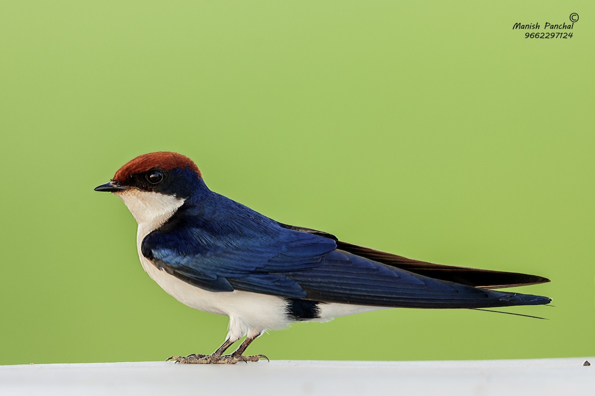 Wire-tailed Swallow - Manish Panchal