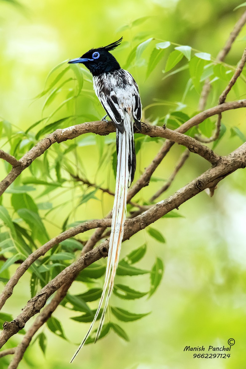 Indian Paradise-Flycatcher - Manish Panchal