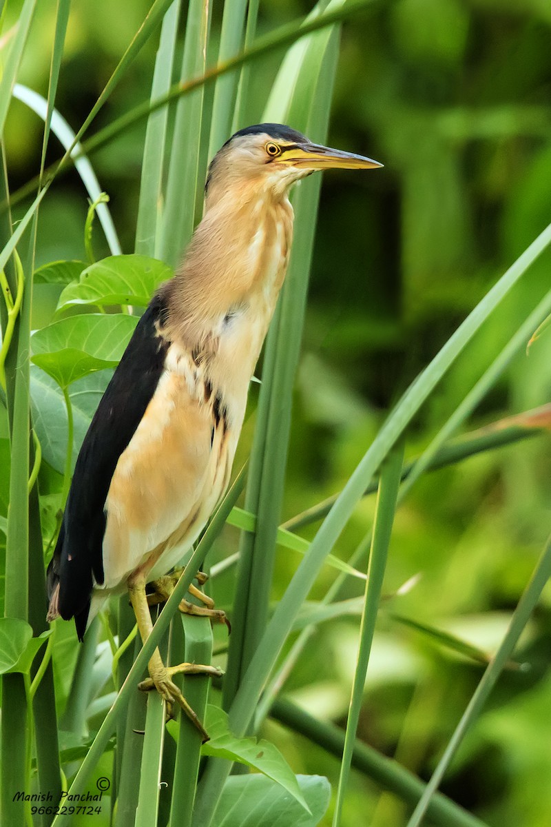 Little Bittern (Little) - ML205925411