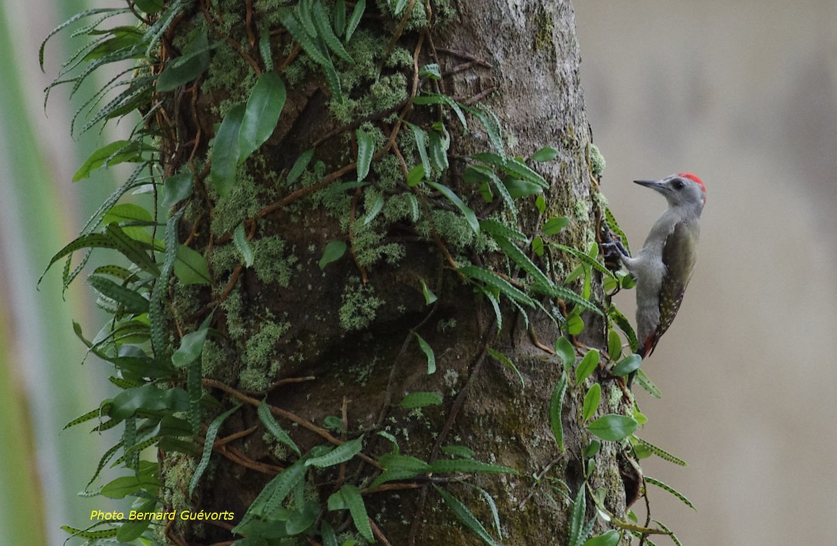 African Gray Woodpecker - ML205925501
