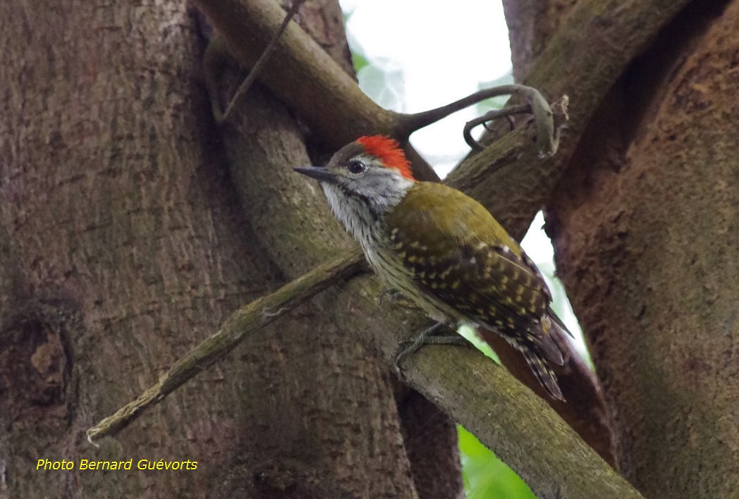 Cardinal Woodpecker - ML205925511