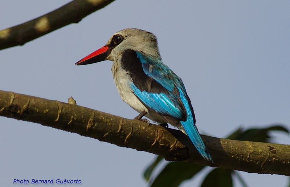 Woodland Kingfisher - Bernard Guevorts