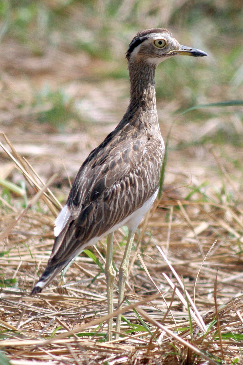 Double-striped Thick-knee - ML205925761