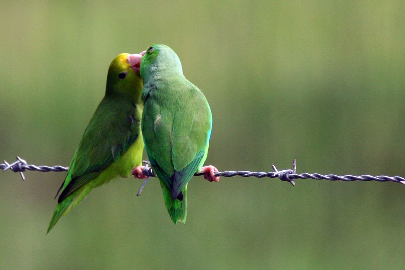 Yeşil Sokumlu Serçe Papağanı - ML205925861