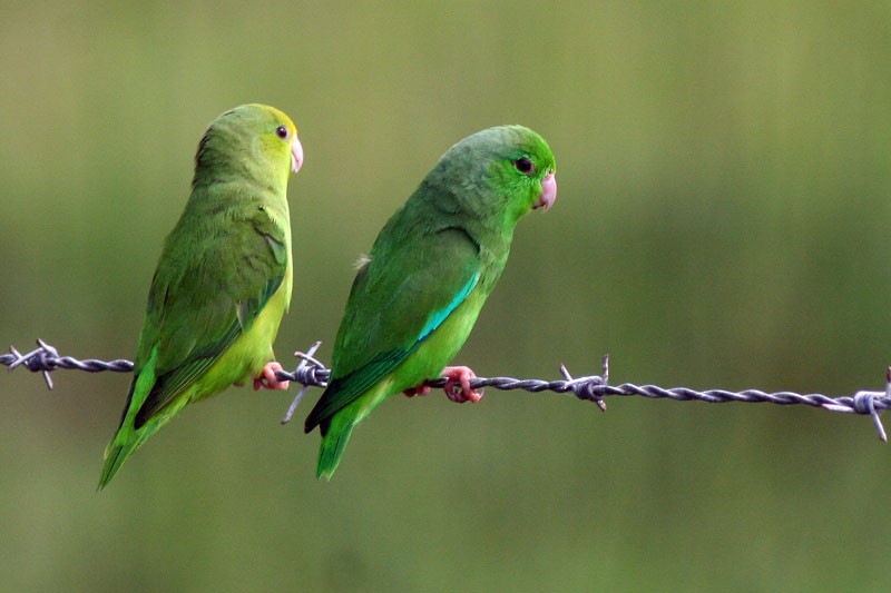 Yeşil Sokumlu Serçe Papağanı - ML205925871