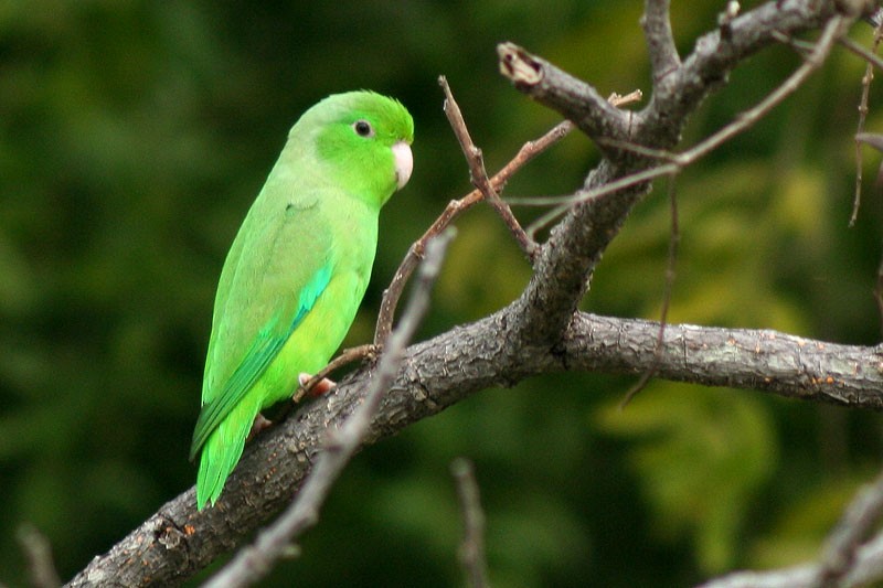 Yeşil Sokumlu Serçe Papağanı - ML205925881