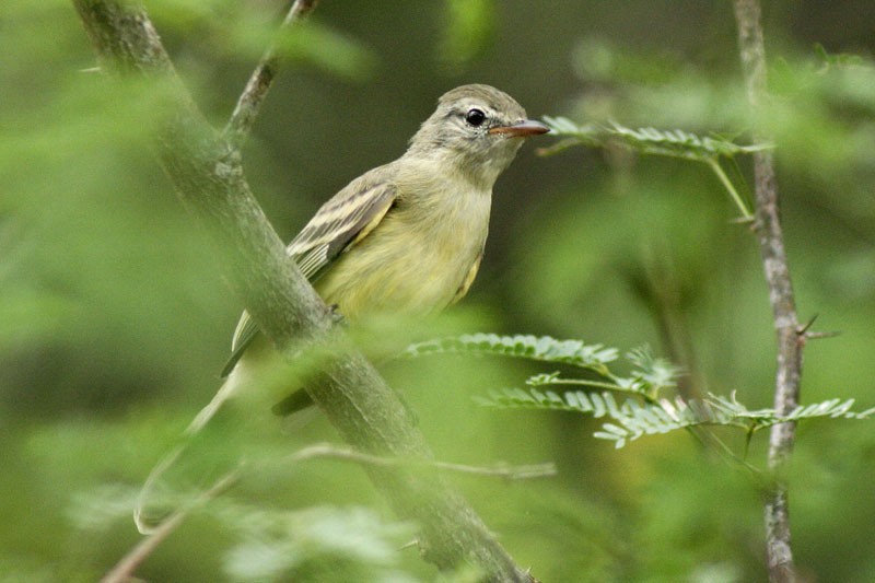 Northern Mouse-colored Tyrannulet - ML205926101