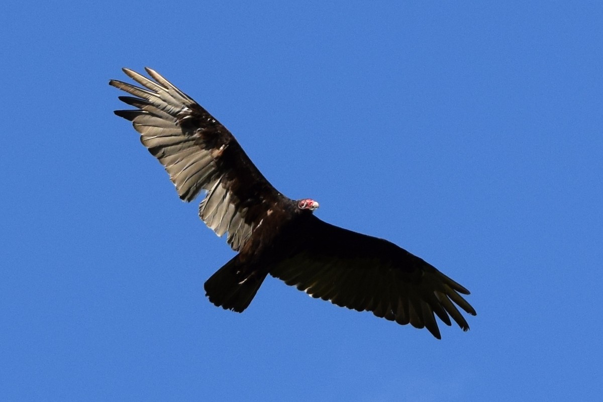 Turkey Vulture - ML205926661