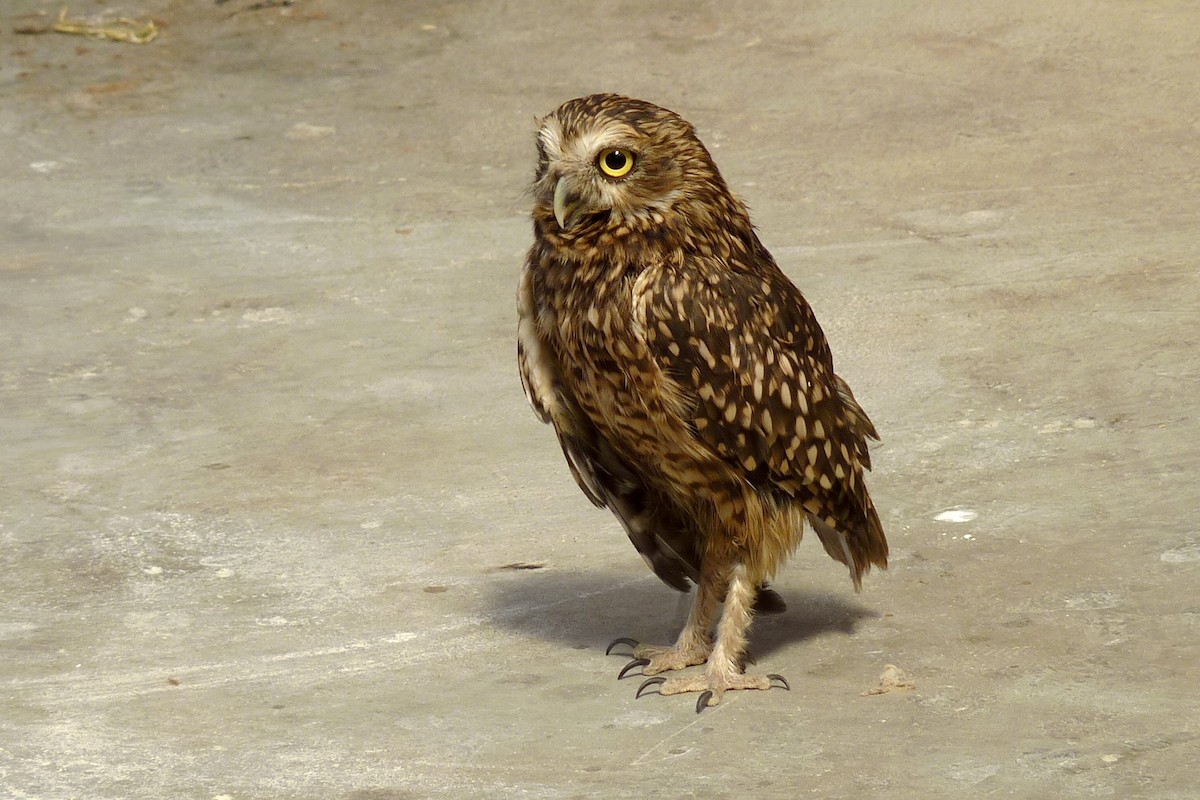 Burrowing Owl - Joseph Hollick