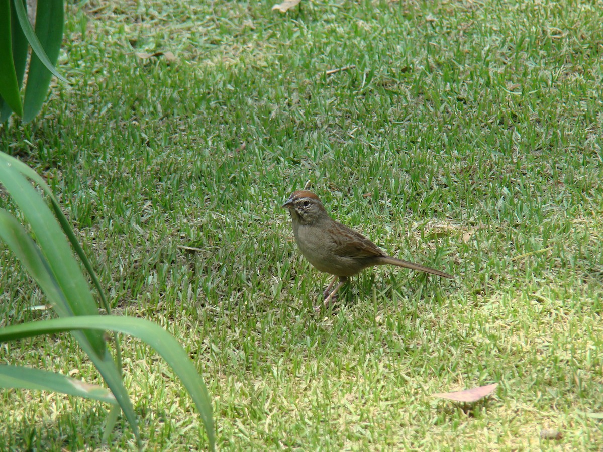 Rufous-crowned Sparrow - Hector Ceballos-Lascurain