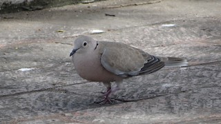 Eurasian Collared-Dove, ML205927091