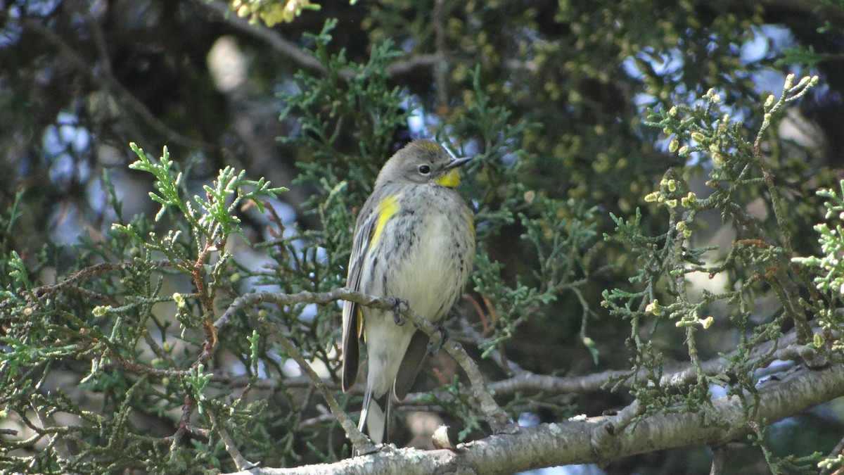 Yellow-rumped Warbler (Audubon's) - Hector Ceballos-Lascurain