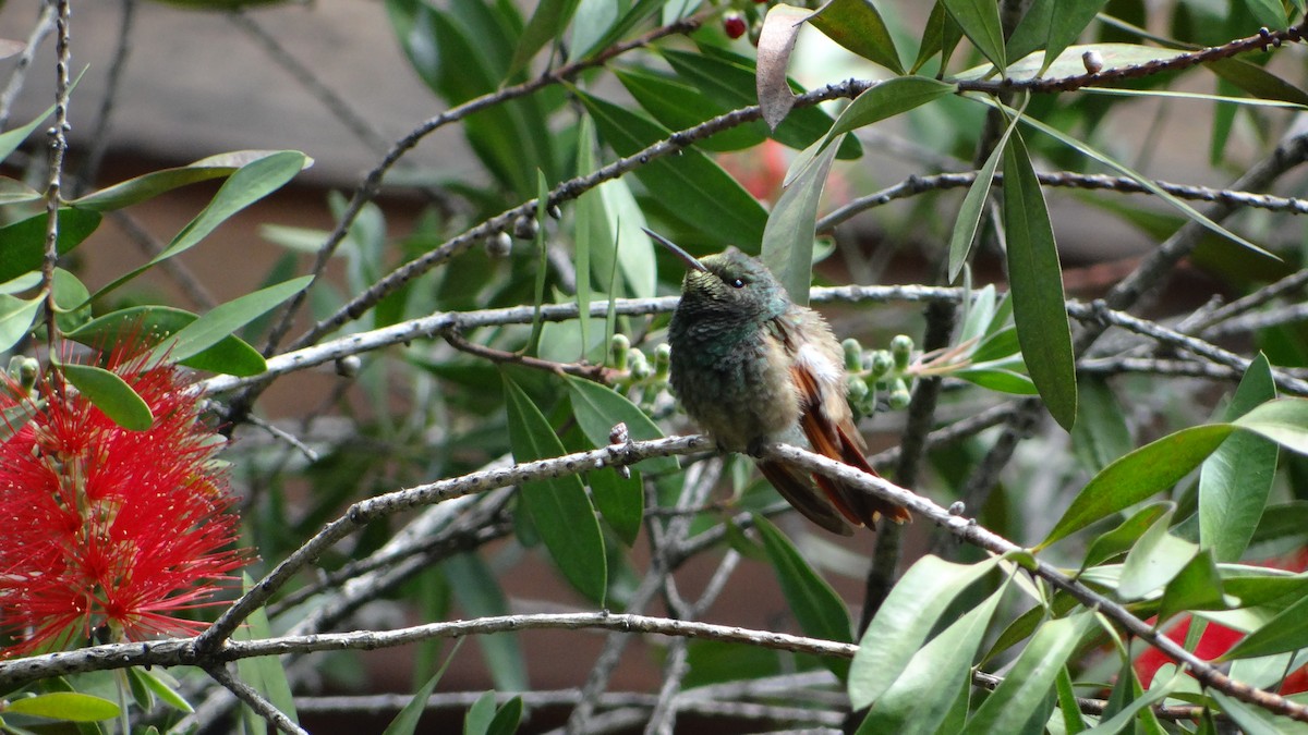 Berylline Hummingbird - ML205927251