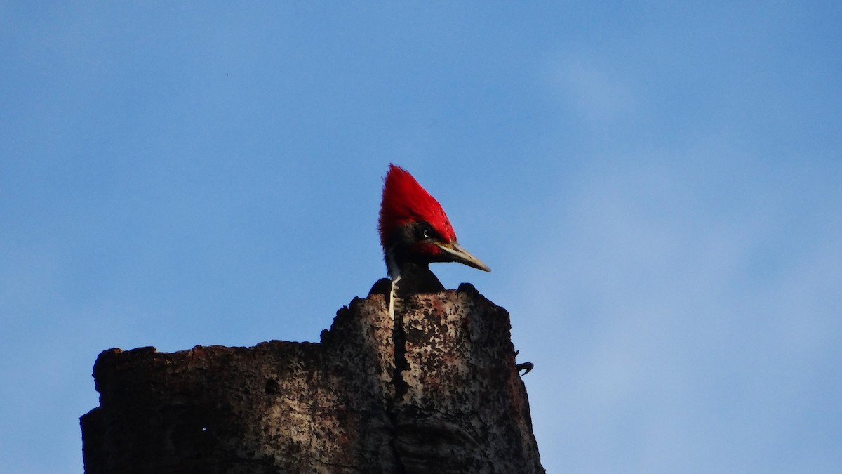 Lineated Woodpecker (Lineated) - Hector Ceballos-Lascurain