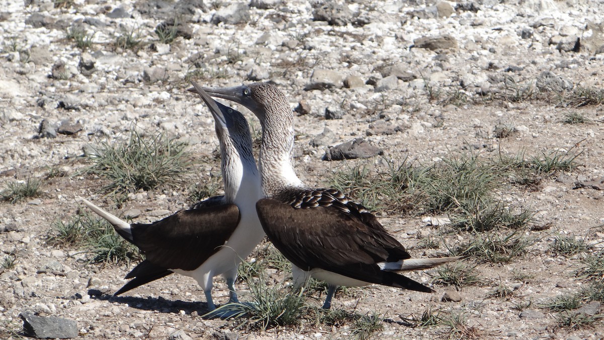 Blue-footed Booby - ML205927411