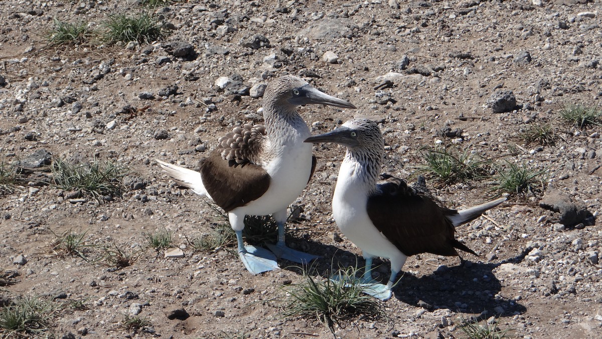 Blue-footed Booby - ML205927421