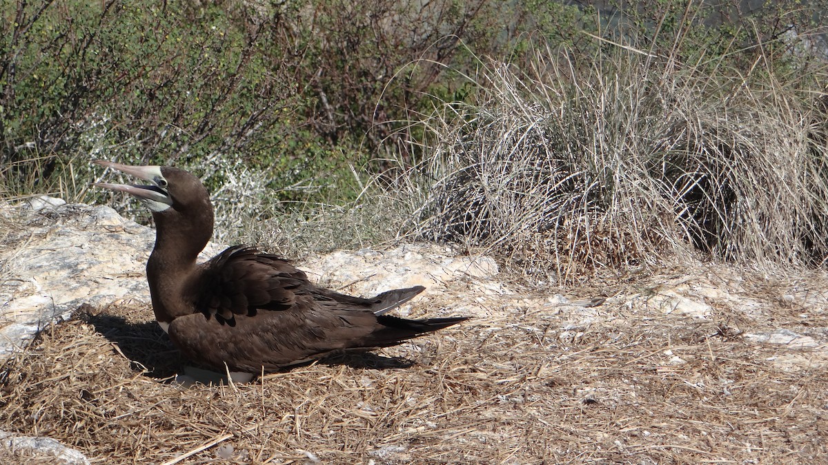 Brown Booby - ML205927431