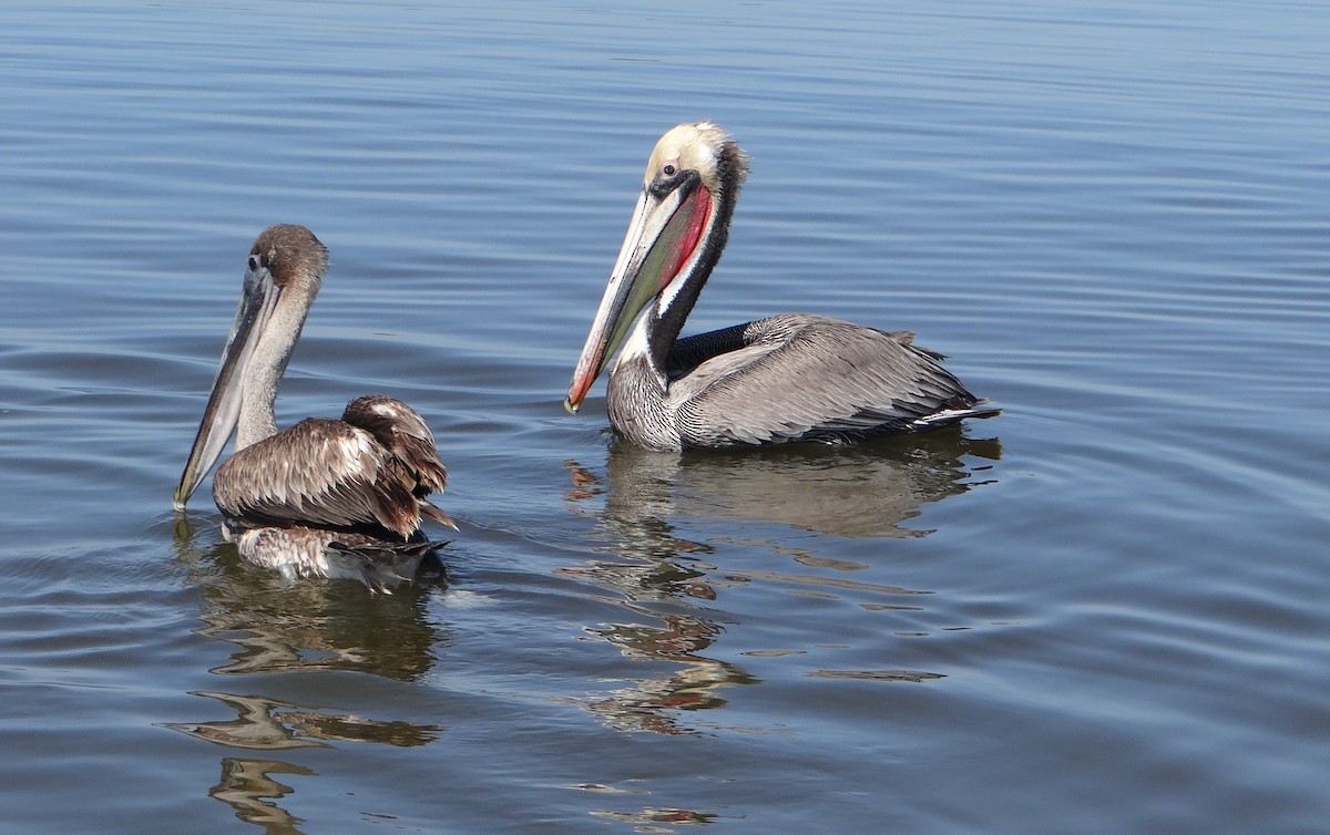 pelikán hnědý - ML205927551