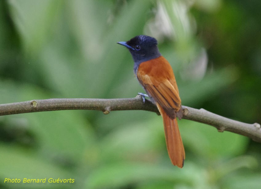 Rufous-vented Paradise-Flycatcher - ML205927651