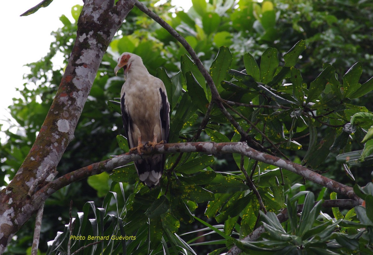 Palm-nut Vulture - Bernard Guevorts