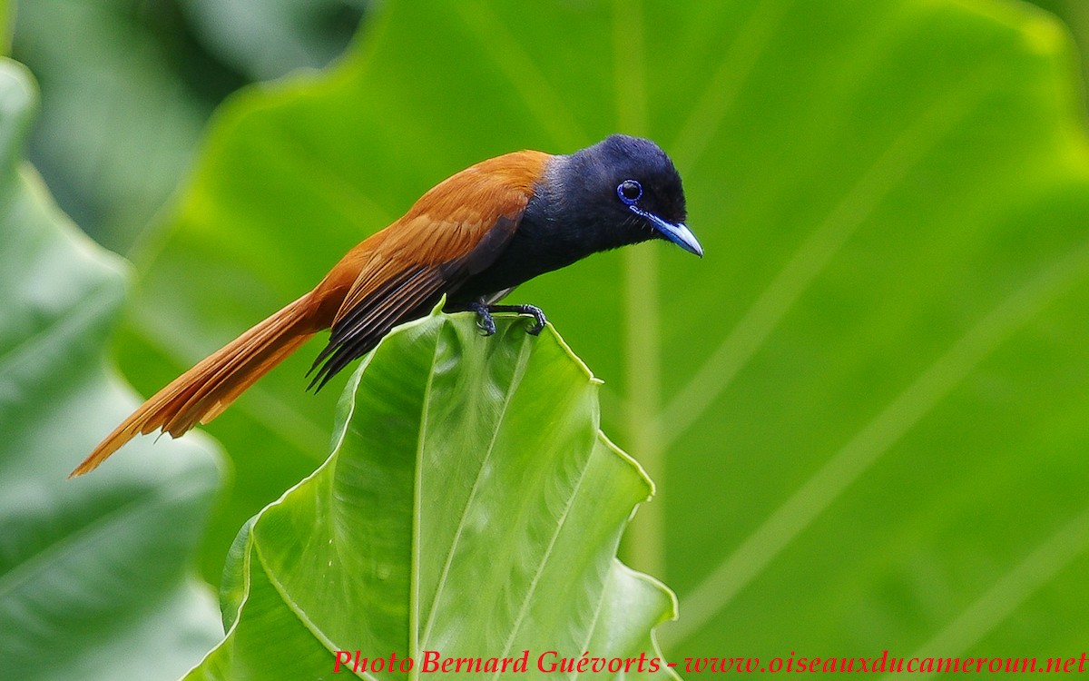 Rufous-vented Paradise-Flycatcher - ML205928001