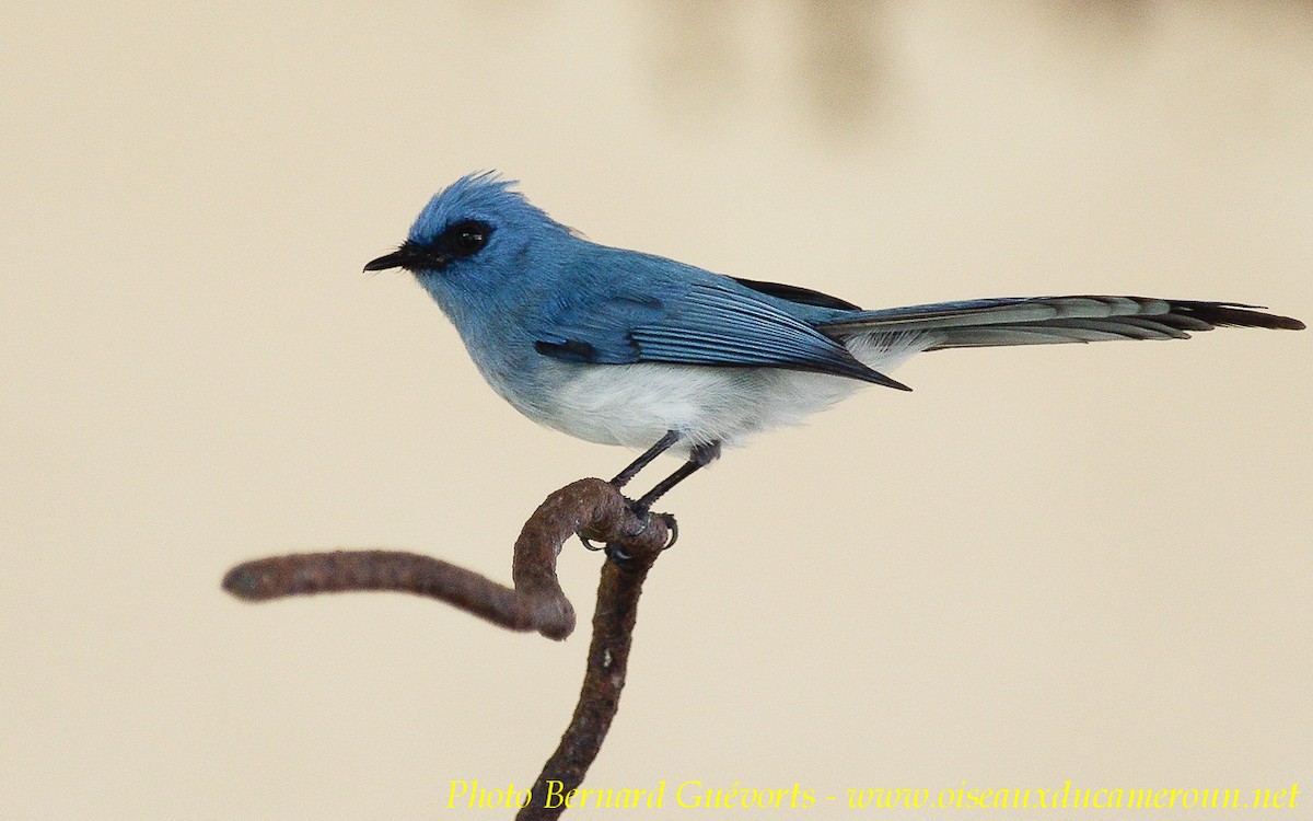African Blue Flycatcher - ML205928011