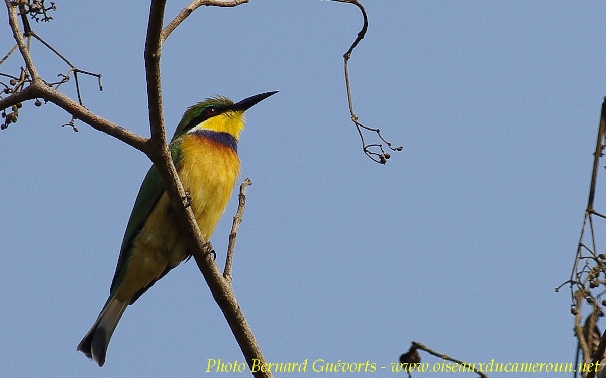 Blue-breasted Bee-eater - ML205928041