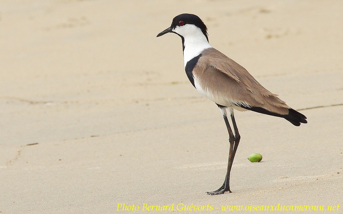 Spur-winged Lapwing - ML205928091