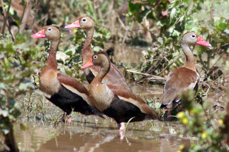 Black-bellied Whistling-Duck (autumnalis) - ML205928481
