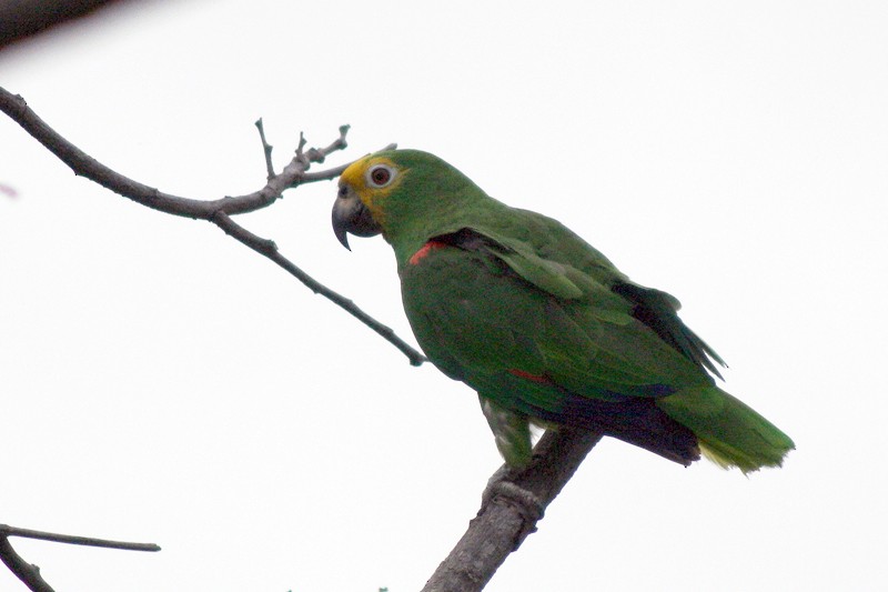 Yellow-crowned Parrot - Karla Perez Leon