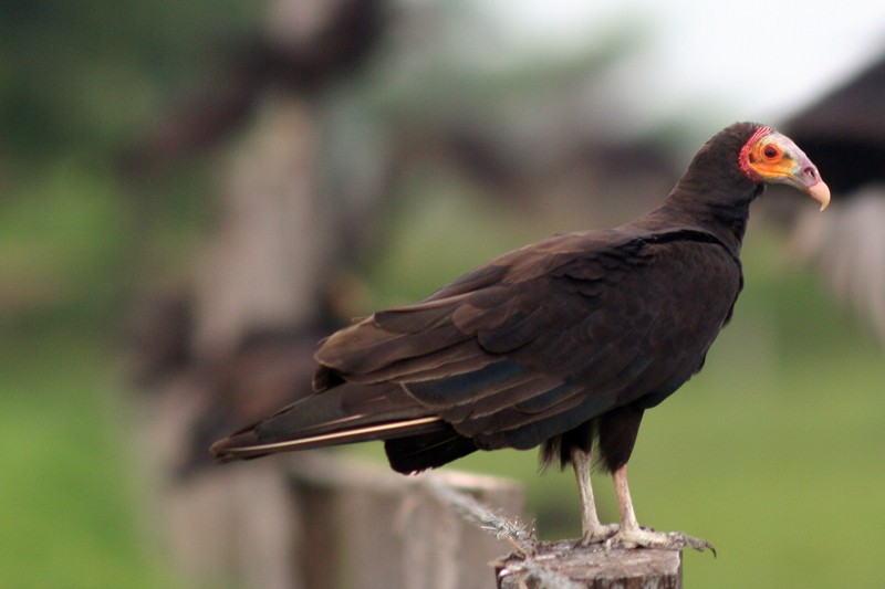 Lesser Yellow-headed Vulture - Karla Perez Leon