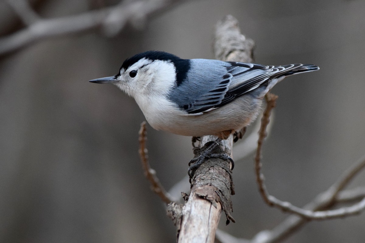 White-breasted Nuthatch - Joseph Hollick
